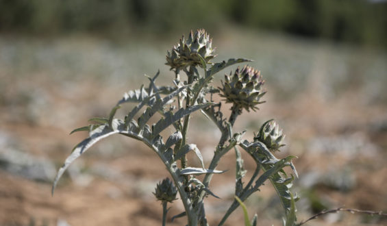 Gemellaggio tra Toscana e Sardegna all’insegna del cardo