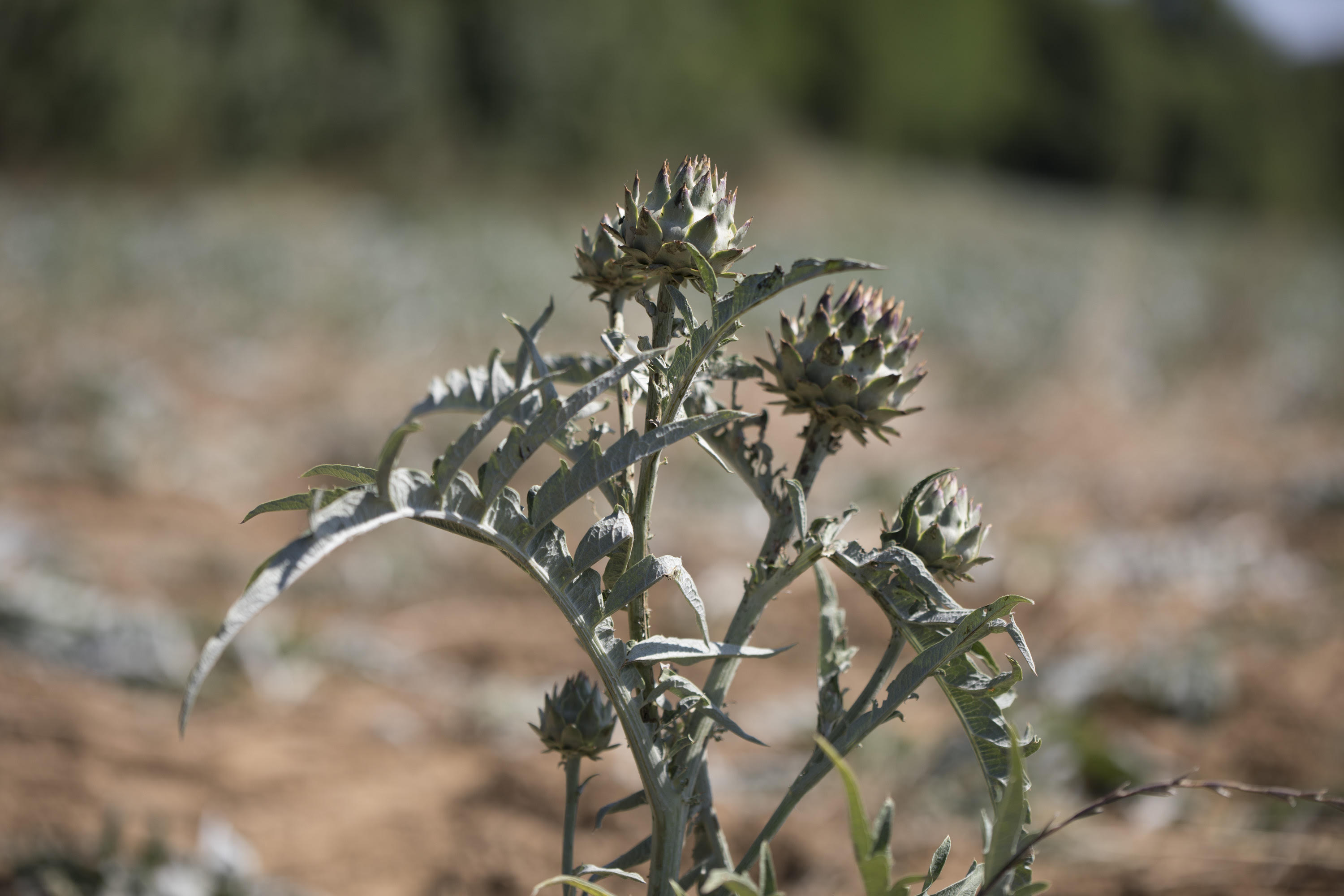 Gemellaggio tra Toscana e Sardegna all’insegna del cardo