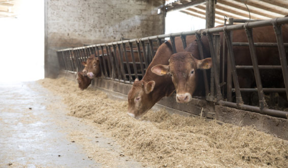 Alimentare i bovini con la farina di cardo: al via la sperimentazione
