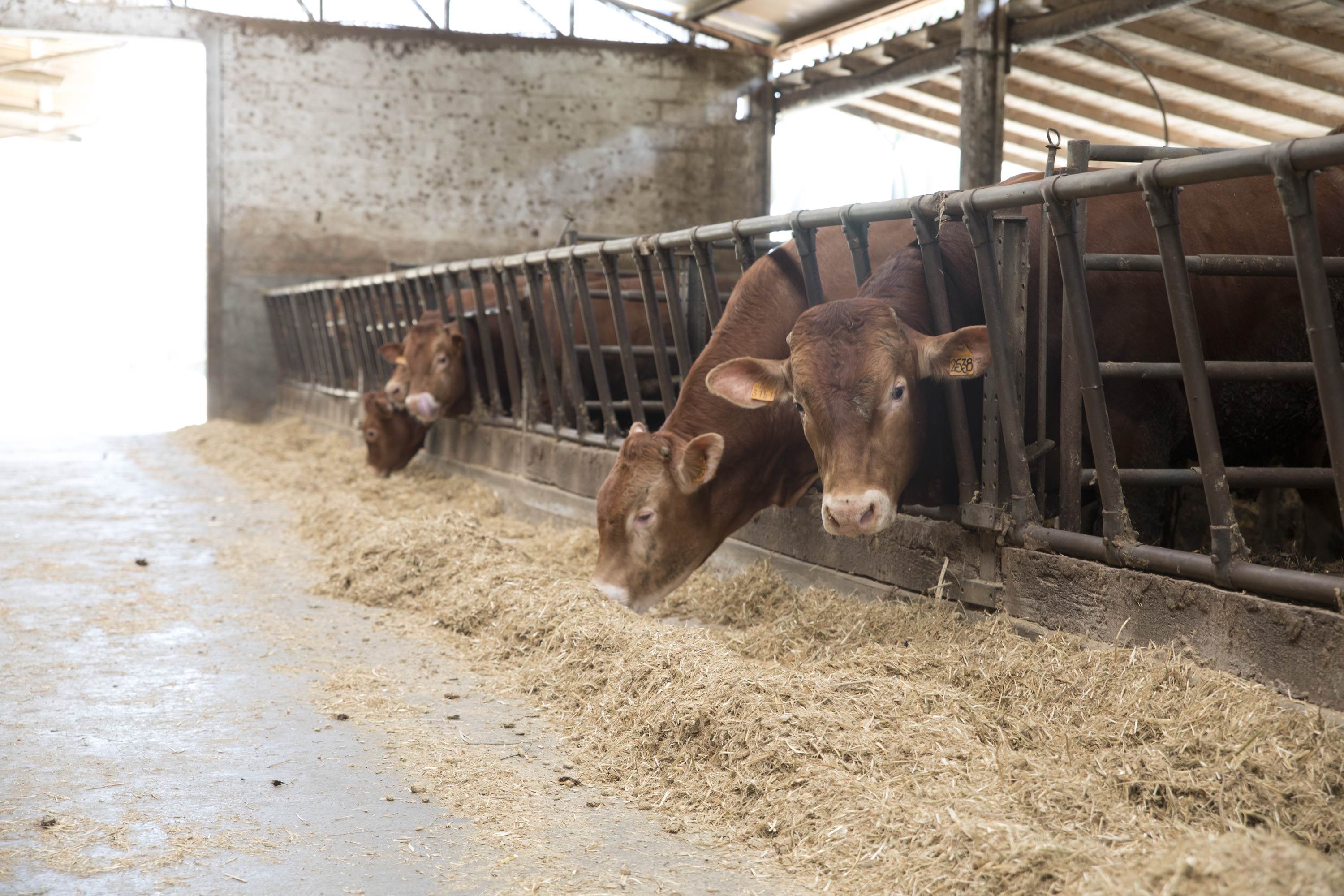 Alimentare i bovini con la farina di cardo: al via la sperimentazione